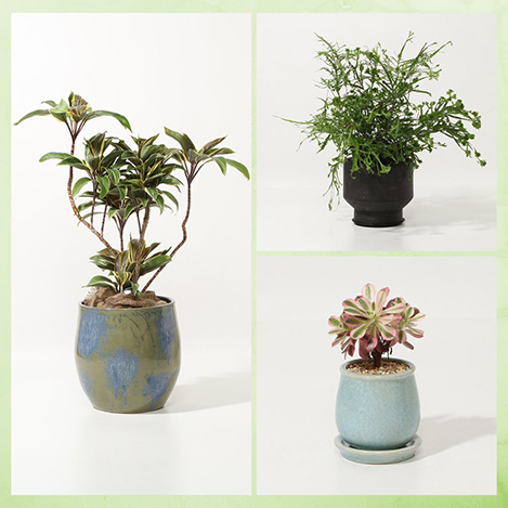 インテリア・グリーンに新作登場！ 植物のある暮らしで彩りを