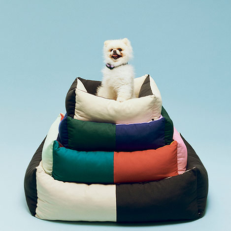 愛犬と日常を楽しむ! カラフルな「HAY」のドッグシリーズの新作をチェック