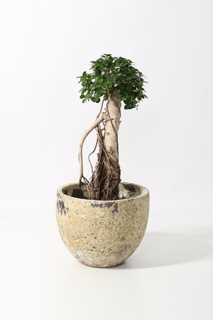 ガジュマル item399709102401-1-2.jpg